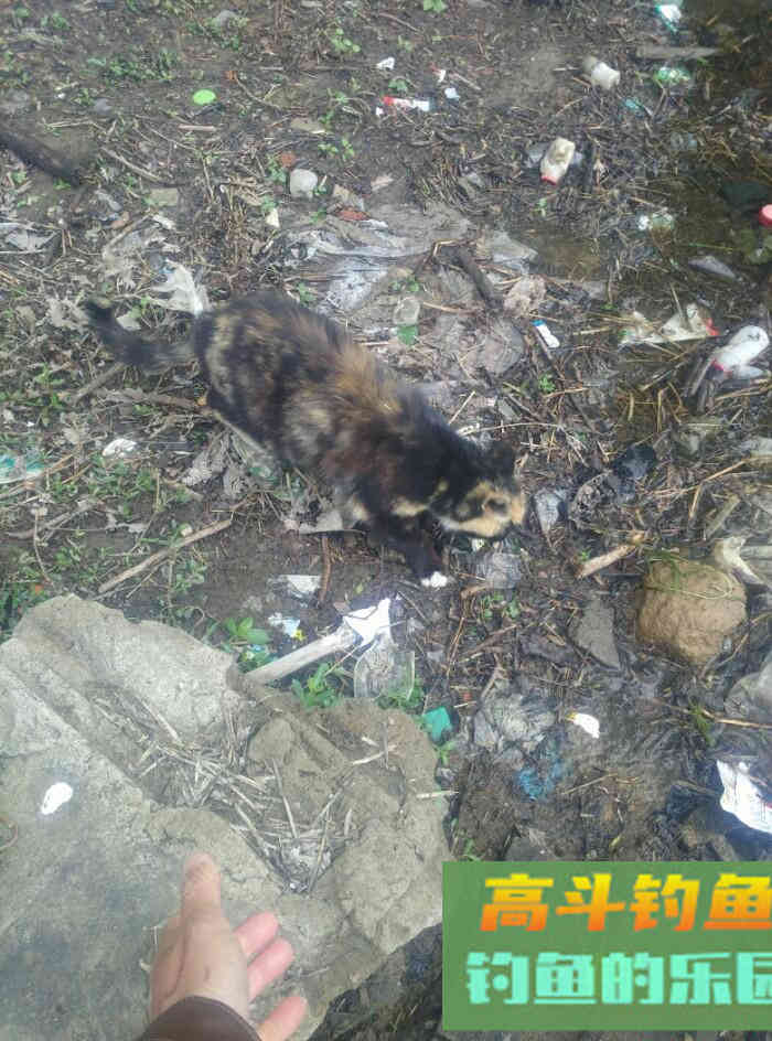 [春季放流]江湖猎人饵料，果然名不虚传