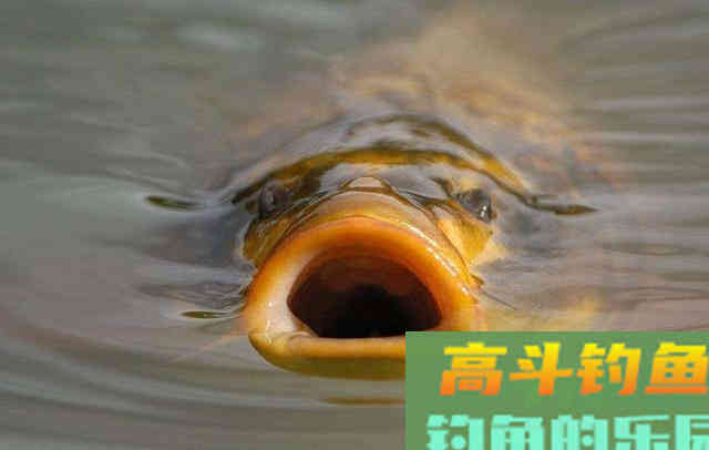 钓鱼钓的少，是因饵料不对路，公布渔具店老板自用饵料配方
