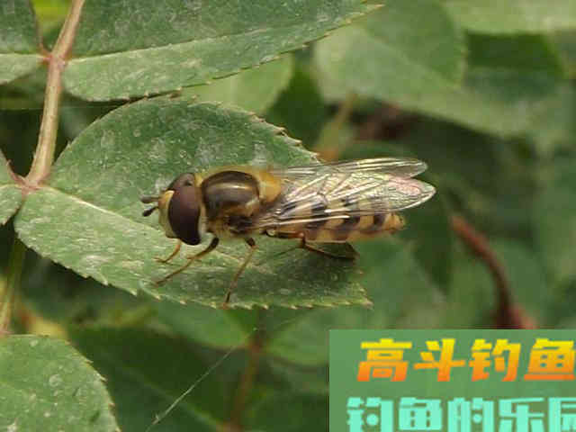 借助这两种小工具，用虫饵挂钩，再也不用担心弄脏手了
