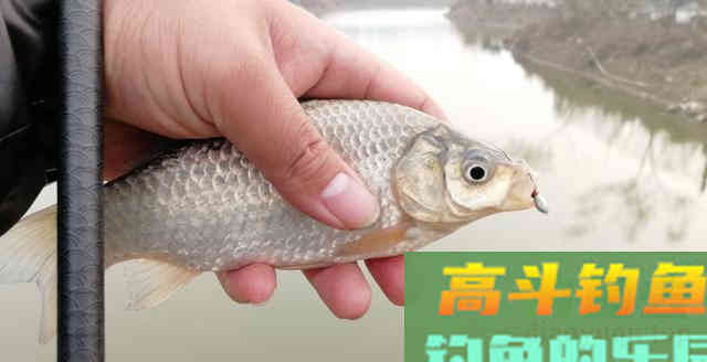 别抱怨饵料不好用，钓技钓法扎实的基本功才是你鱼获的关键