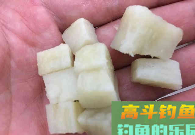 红薯做钓饵这样加工一下，不仅能钓到鲤鱼，还能兼顾大鲫鱼
