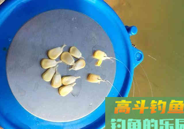 玉米粒钓鱼，别人渔获始终比你多，为什么
