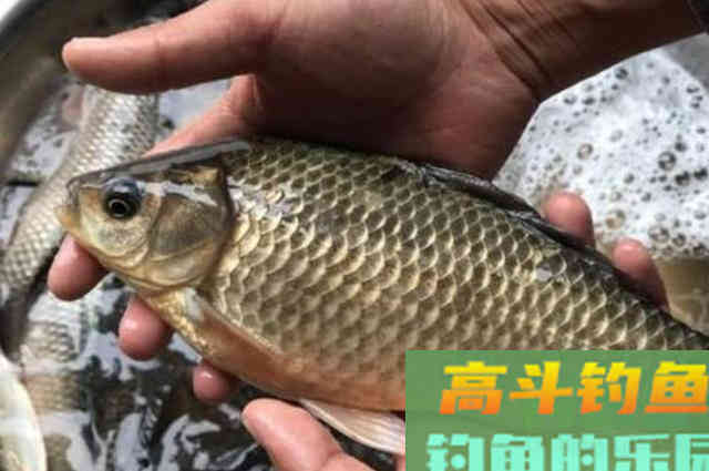 冬钓用饵，岂能随随便便！按我说的做，一根竿子都钓不过来