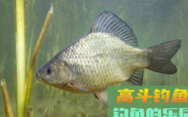 打完窝后别做这些事，否则鱼获可能会减半