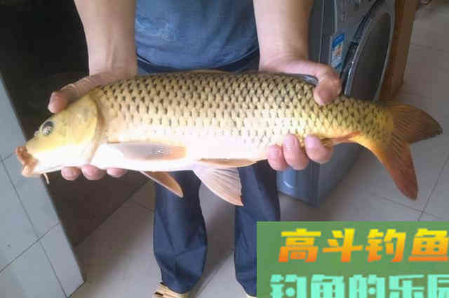 不是跟你吹，这两种饵比商品饵强多了