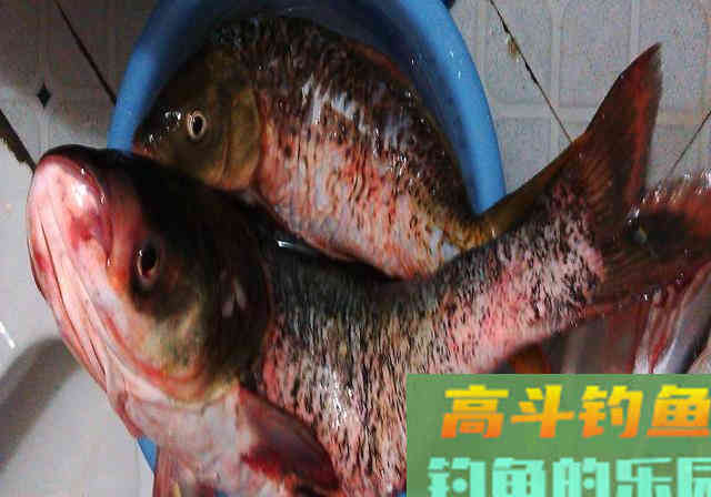 大蒜钓鲢鳙，额外加上4款料，一钓一个准