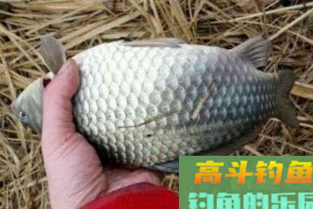 冬钓时，开出的饵料不及格？五个方法帮你破