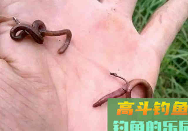 配饵时做到这几个要素，冬天钓鲤鱼，效果还是很不错的