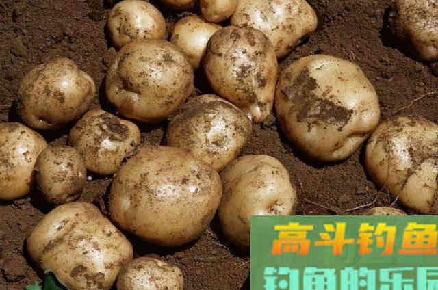 秋天变冷，大草鱼就不上钩？赶紧试试这特效饵