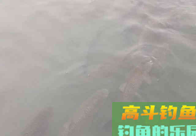 大鱼都跑到浅水了，你还守着深水能有好鱼获吗