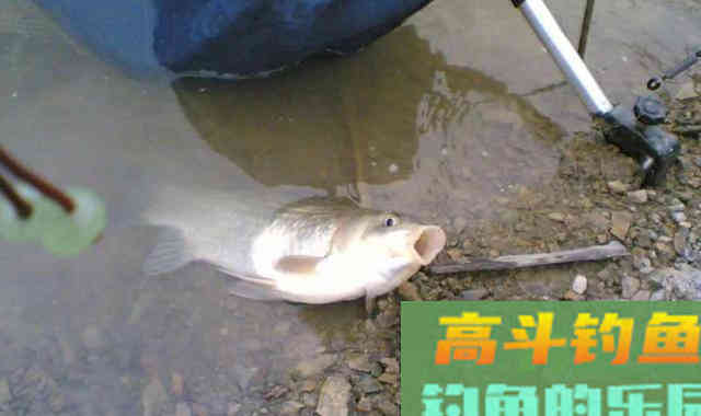 浮漂下顿一目就不动了，提竿却没鱼
