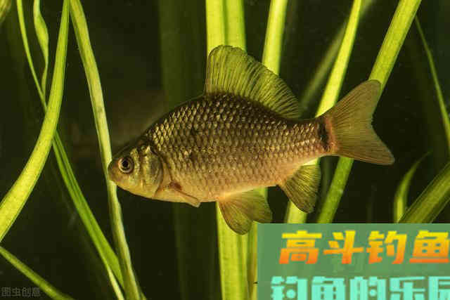 野钓时用“腥”还是“香”？需要根据这些情况定