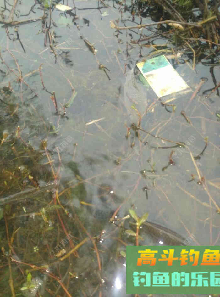 [春季放流]江湖猎人饵料，果然名不虚传