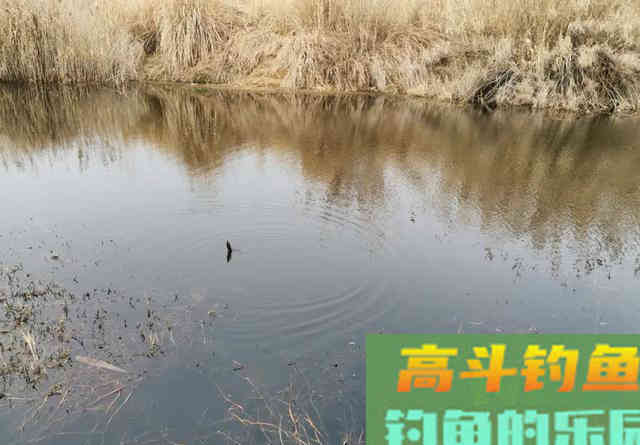 钓两条就停口？浅水钓鱼最怕炸窝，预防比解决更重要