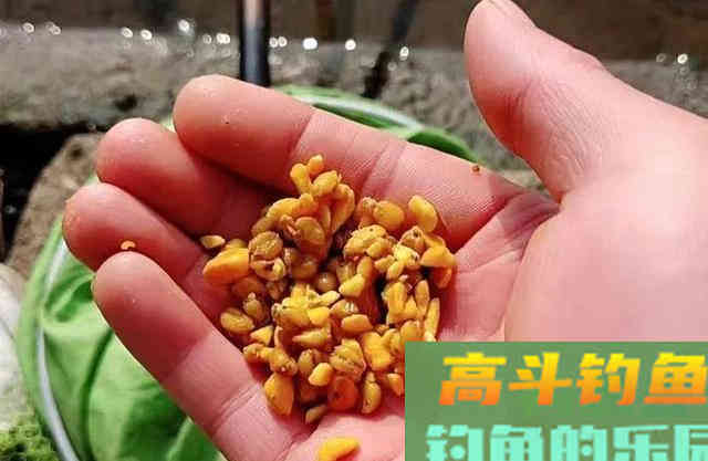 饵料不止腥和香，野钓大鱼臭味才是杀手锏