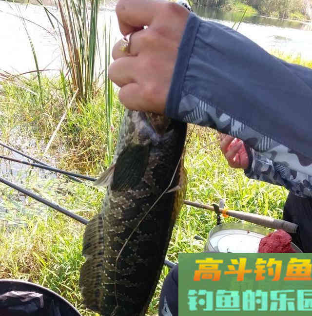老手一根竿、新手摆地摊？错！把鱼钓上来才是王道