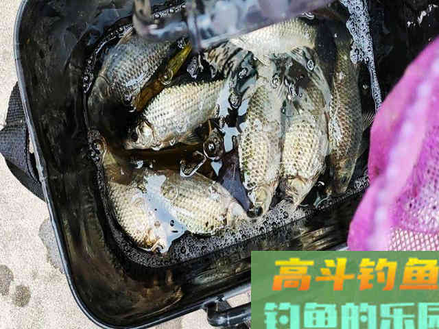 我用自配饵料，朋友用红虫蚯蚓！3小时渔获对比