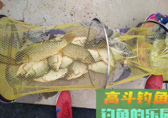 市售的商品型饵料，大多不合符要求