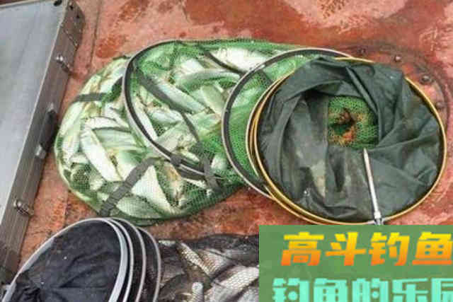 冬钓还不知这套饵料用法，劝你还是封竿吧