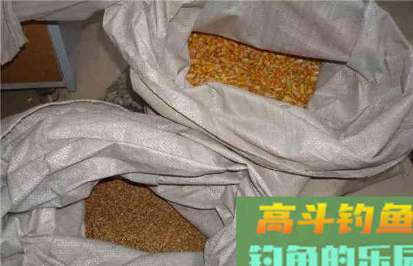 钓大水面，还得是自制的老坛玉米，大鲤大草不停口