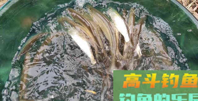 真正的钓鱼高手并不会主动使用小药，却能够让鱼发疯咬钩