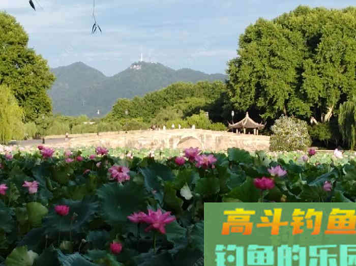 要想配好饵得先了解商品饵的分类和特性