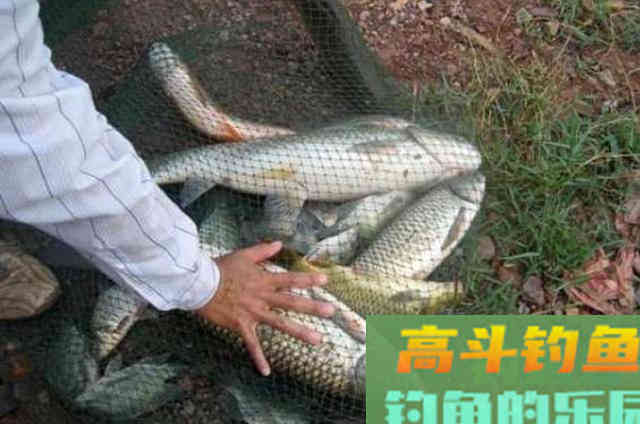 大草鱼难钓到怀疑人生？其实只要用好这5种饵就好