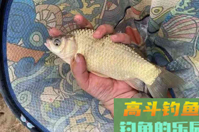 饵料中加点这东西，小鱼再多也不怕，都是大板鲫