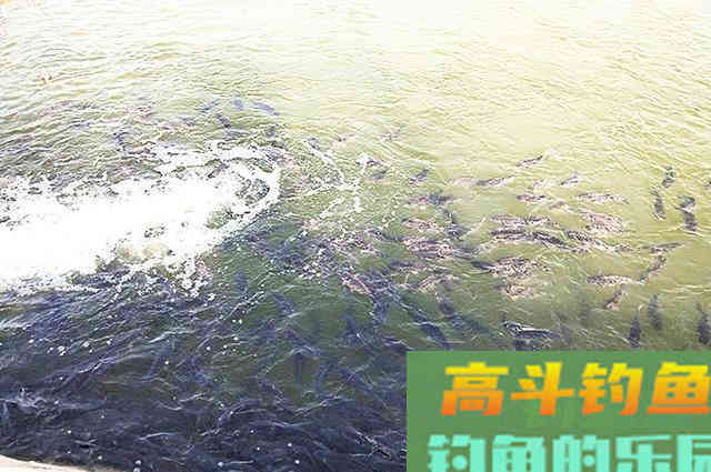 低成本自制冬季钓鱼饵料，自己动手不用花钱买了