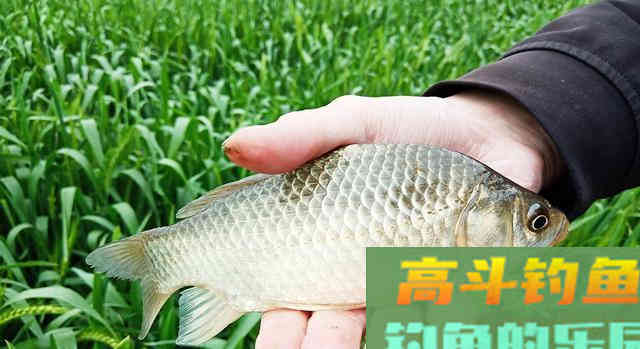 大蒜能不能钓鱼，适合钓什么鱼？我告诉你