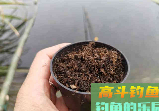为什么蚯蚓​效果不如商品饵