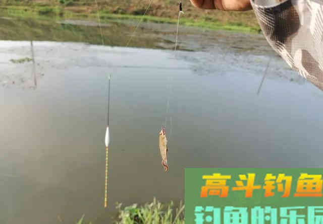 轻口鱼难钓？按我的方法做一钓一个准