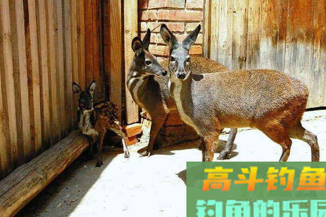 除了做药酒，还有麝香的这两种使用方法