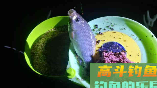 老钓友告诉你：记住这几招，浅水一样钓大鱼
