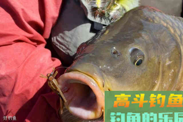 商品饵的另一面，你真的了解吗