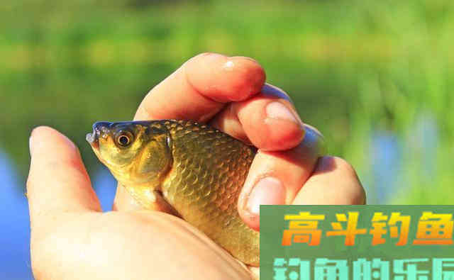 长子线比短子线更好用吗
