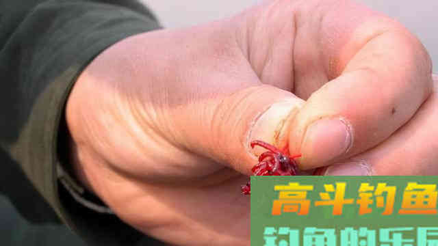 十一二月钓鲤鱼，用上这三种饵料，鲤鱼连杆