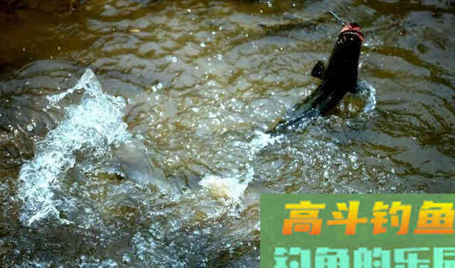 逗钓的五种常见手法，会三种就是老鸟了