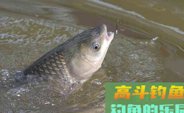 守钓大鱼，不仅仅是盯着浮漂，还要做好三点准备