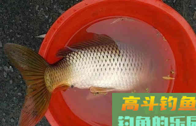 饵料不止腥和香，野钓大鱼臭味才是杀手锏