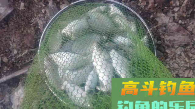新手钓鱼需要知道的基本钓鱼知识
