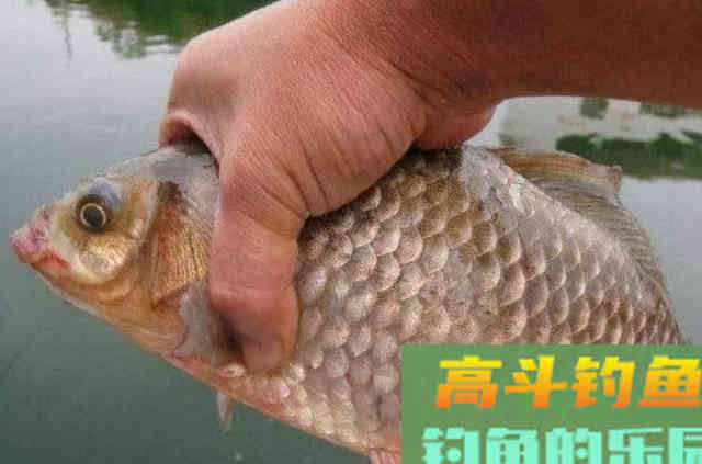 不是鱼不吃饵，只因它学会偷袭，按我说的做