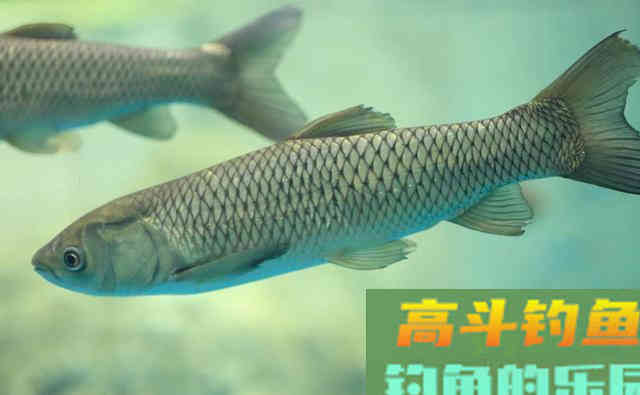 不花钱的5种钓草鱼饵料，随处可取