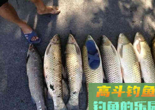 注意8个细节，用好玉米粒钓浮，堪称草鱼、翘嘴的克星