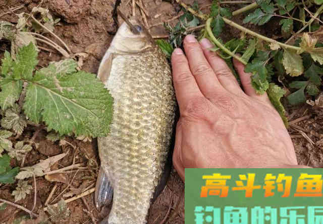 立秋以后钓鲫鱼，加这两种饵效果更好