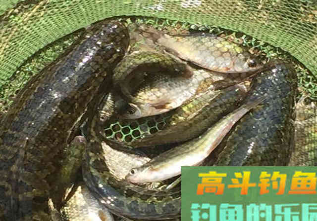 自制饵料配方分享，广谱性强钓效好，用它垂钓不愁渔获少