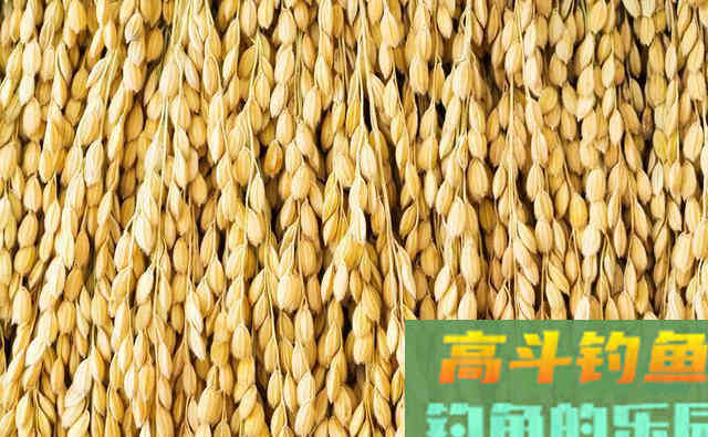 这款窝料成本只要几块钱，自制只须10分钟