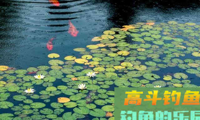 用轮胎、竹子在浮萍中做一个人工鱼窝