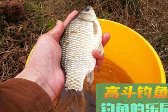 冬钓时，拉饵不太好用？那是你不懂这3大精髓