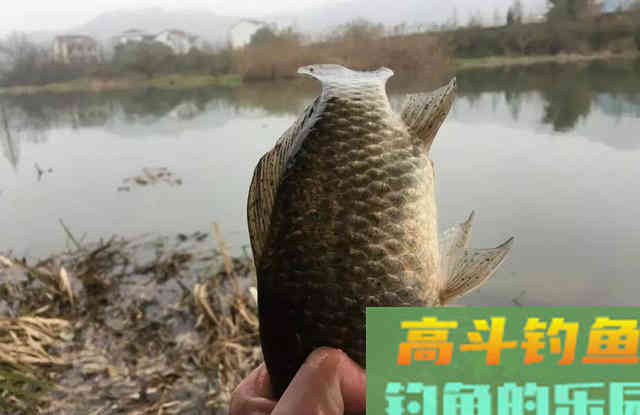 只用2种材料泡制的钓鱼药酒！钓鲫鱼效果显著